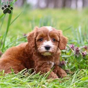 Mickey, Cavapoo Puppy